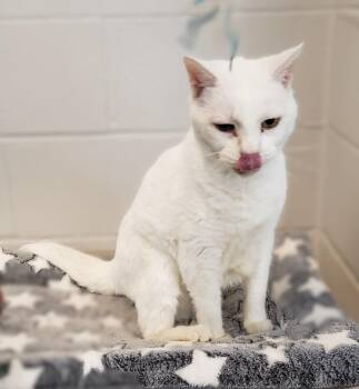 Domestic Short Hair Cats Available for Adoption - Snow White | PetCurious