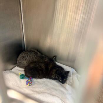 Domestic Short Hair Cats Available for Adoption in Clearwater, Florida - Kim | PetCurious