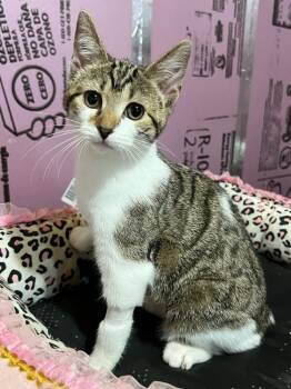 Rescue Domestic Short Hair Cats for Adoption in East Greenville, Pennsylvania - Evie | PetCurious