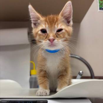Mbappe -  Domestic Short Hair Cat for Adoption in Goleta, California - Mbappe | PetCurious