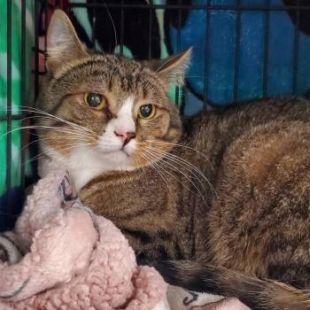 Smeagol - Private Adoption -  Domestic Short Hair Cat for Adoption in St. Stephen, New Brunswick - Smeagol - Private Adoption | PetCurious