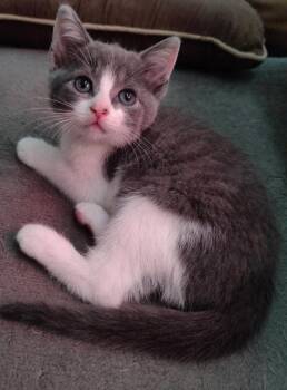 KAyleeann -  Domestic Short Hair Cat for Adoption in Knoxville, Tennessee - KAyleeann | PetCurious