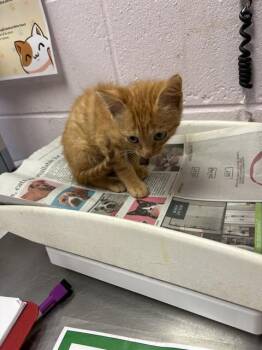 GILBERT -  Domestic Short Hair Cat for Adoption in Jacksonville, Florida - GILBERT | PetCurious