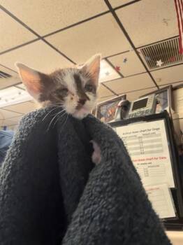 PANDA -  Domestic Short Hair Cat for Adoption in Stockton, California - PANDA | PetCurious