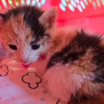 Domestic Short Hair Cats Available for Adoption in Waldorf, Maryland - Expresso | PetCurious