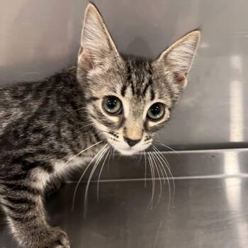 Miranda -  Domestic Short Hair Cat for Adoption in Washburn, Missouri - Miranda | PetCurious