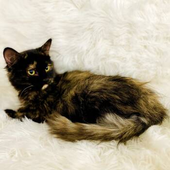 Rescue Domestic Long Hair Cats for Adoption in Grantsville, Utah - Mable | PetCurious