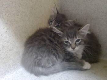 A552241 -  Domestic Long Hair and Domestic Short Hair Cat for Adoption in Moreno Valley, California - A552241 | PetCurious