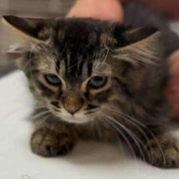 McSpicy -  Domestic Medium Hair Cat for Adoption in Idaho Falls, Idaho - McSpicy | PetCurious