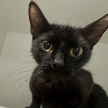 Domestic Short Hair Cats Available for Adoption in Walnut Creek, California - Raven | PetCurious