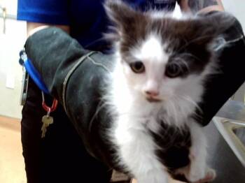 A1048670 -  Domestic Medium Hair Cat for Adoption in Martinez, California - A1048670 | PetCurious