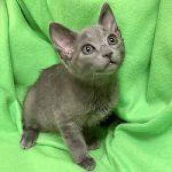 Hickory -  Domestic Short Hair Cat for Adoption in Green Valley, Arizona - Hickory | PetCurious