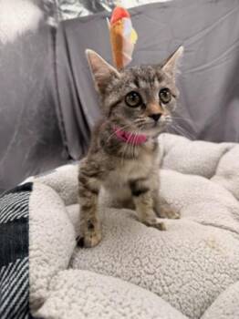 FLURRY -  Domestic Short Hair Cat for Adoption in Grovetown, Georgia - FLURRY | PetCurious