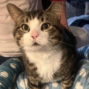Domestic Short Hair Cats Available for Adoption in Merrifield, Virginia - Gunnar Hudson | PetCurious