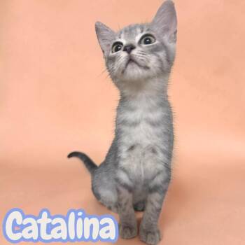 Catalina -  Domestic Short Hair Cat for Adoption in Sorrento, Louisiana - Catalina | PetCurious