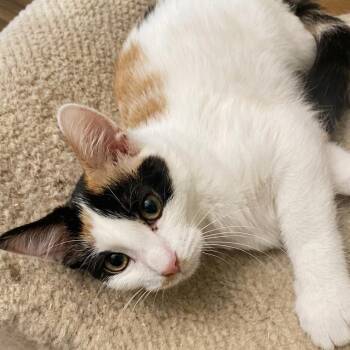 Gala -  Domestic Short Hair Cat for Adoption in Indianapolis, Indiana - Gala | PetCurious