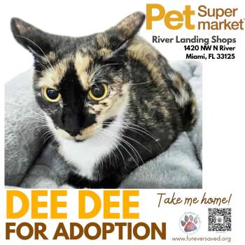Rescue Domestic Short Hair Cats for Adoption in Miami, Florida - Dee Dee | PetCurious