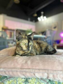 Rescue Tortoiseshell Cats for Adoption in Liverpool, Texas - Ruffnut | PetCurious