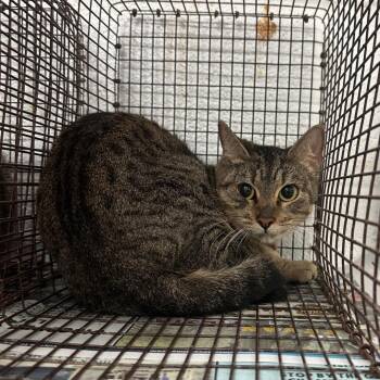 Domestic Short Hair Cats Available for Adoption in Edinburg, Texas - Dobby (4) | PetCurious