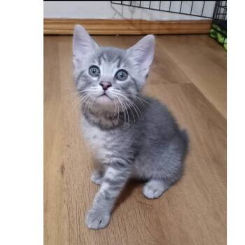 Gorgette (Baby 5) -  American Bobtail Cat Available for Adoption in Parkersburg, West Virginia - Gorgette (Baby 5) | PetCurious