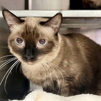 Rescue Siamese Cats for Adoption in Oakland, California - Buster | PetCurious