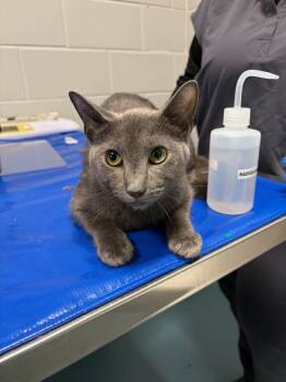 Grey Girl -  Domestic Short Hair Cat for Adoption - Grey Girl | PetCurious