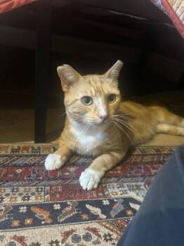 Fanta -  Domestic Short Hair Cat for Adoption in Orlando, Florida - Fanta | PetCurious