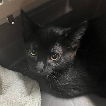 Spider -  Domestic Short Hair Cat for Adoption in Dekalb, Illinois - Spider | PetCurious