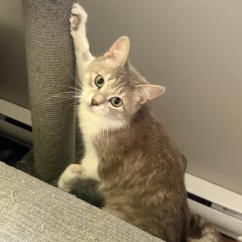 Kim -  Domestic Short Hair Cat for Adoption in Fredericton, New Brunswick - Kim | PetCurious