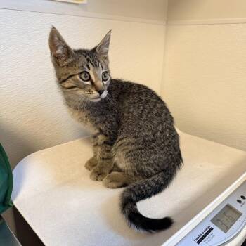Buzz (26-2U-1) -  Domestic Short Hair Cat for Adoption in Rifle, Colorado - Buzz (26-2U-1) | PetCurious