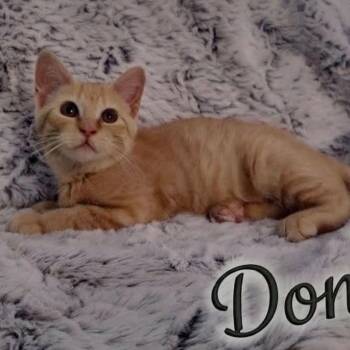 Donna -  Tabby Cat for Adoption in Wyandotte, Michigan - Donna | PetCurious