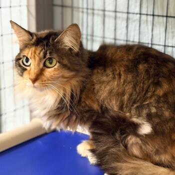 Domestic Long Hair Cats Available for Adoption in Clarksville, Arkansas - Squeakers | PetCurious