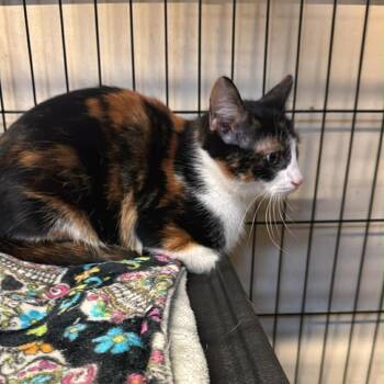 Domestic Short Hair Cats Available for Adoption - Charlotte | PetCurious