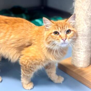 American Bobtail and Domestic Long Hair Cats Available for Adoption in Brownsboro, Alabama - Olive Oyl | PetCurious