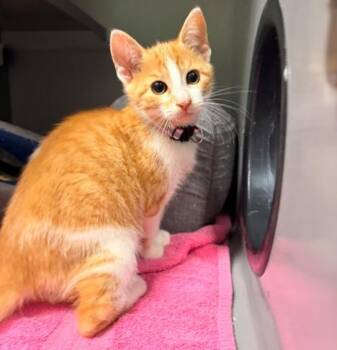 ANEMONE -  Domestic Short Hair Cat for Adoption in Leesburg, Virginia - ANEMONE | PetCurious