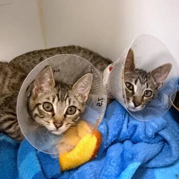 Calvin -  Domestic Short Hair Cat for Adoption in Woodinville, Washington - Calvin | PetCurious