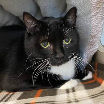 Atticus -  Domestic Short Hair Cat for Adoption in Gloucester, Virginia - Atticus | PetCurious