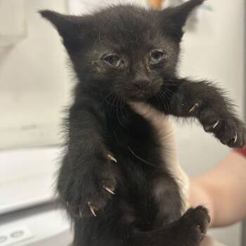 Lindsay -  Domestic Short Hair Cat for Adoption in Charleston, West Virginia - Lindsay | PetCurious