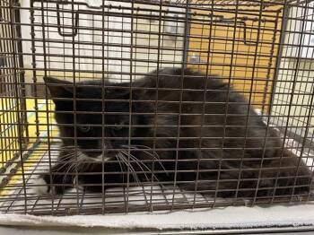 Domestic Short Hair Cats Available for Adoption in Modesto, California - A610989 | PetCurious