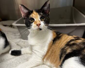 Yvaine -  Domestic Short Hair Cat for Adoption in Raleigh, North Carolina - Yvaine | PetCurious