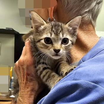 Rescue Domestic Short Hair Cats for Adoption in Frankfort, Kentucky - Sarah 5619C | PetCurious