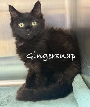 Gingersnap -  Domestic Medium Hair Cat for Adoption in Pawleys Island, South Carolina - Gingersnap | PetCurious