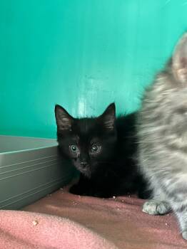 Rescue Domestic Short Hair Cats for Adoption in Pine Grove, Pennsylvania - Rocky | PetCurious