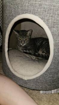 Ringo -  Domestic Short Hair Cat for Adoption in Skippack, Pennsylvania - Ringo | PetCurious