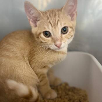 Ranger -  Domestic Short Hair Cat Available for Adoption in Sunrise, Florida - Ranger | PetCurious
