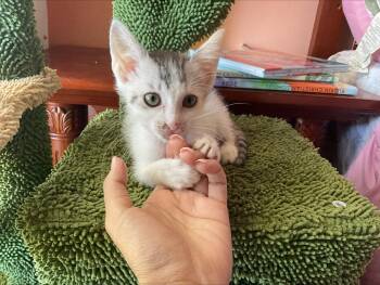 Rescue Tabby Cats for Adoption in Wimauma, Florida - Blossom (& Waylon) | PetCurious