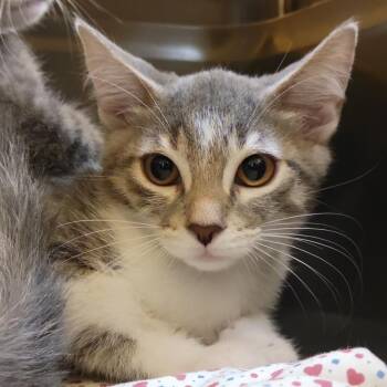 Linda -  Domestic Short Hair Cat for Adoption in Sarasota, Florida - Linda | PetCurious