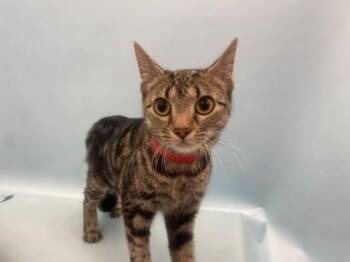 Chiquitina -  Domestic Long Hair and Domestic Short Hair Cat for Adoption in Woodbury, Minnesota - Chiquitina | PetCurious