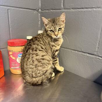 Domestic Short Hair Cats Available for Adoption in Tuscaloosa, Alabama - TUSC-Stray-83981 | PetCurious