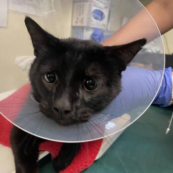 Panther -  Domestic Short Hair Cat for Adoption in Pasadena, California - Panther | PetCurious